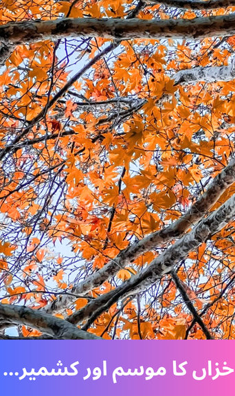 Autumn season and kashmir 